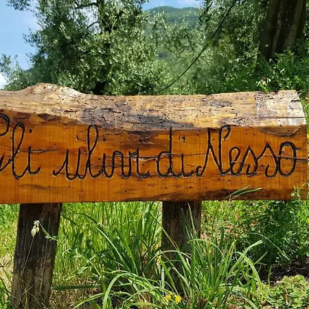 Gli Ulivi Di نيسّو
